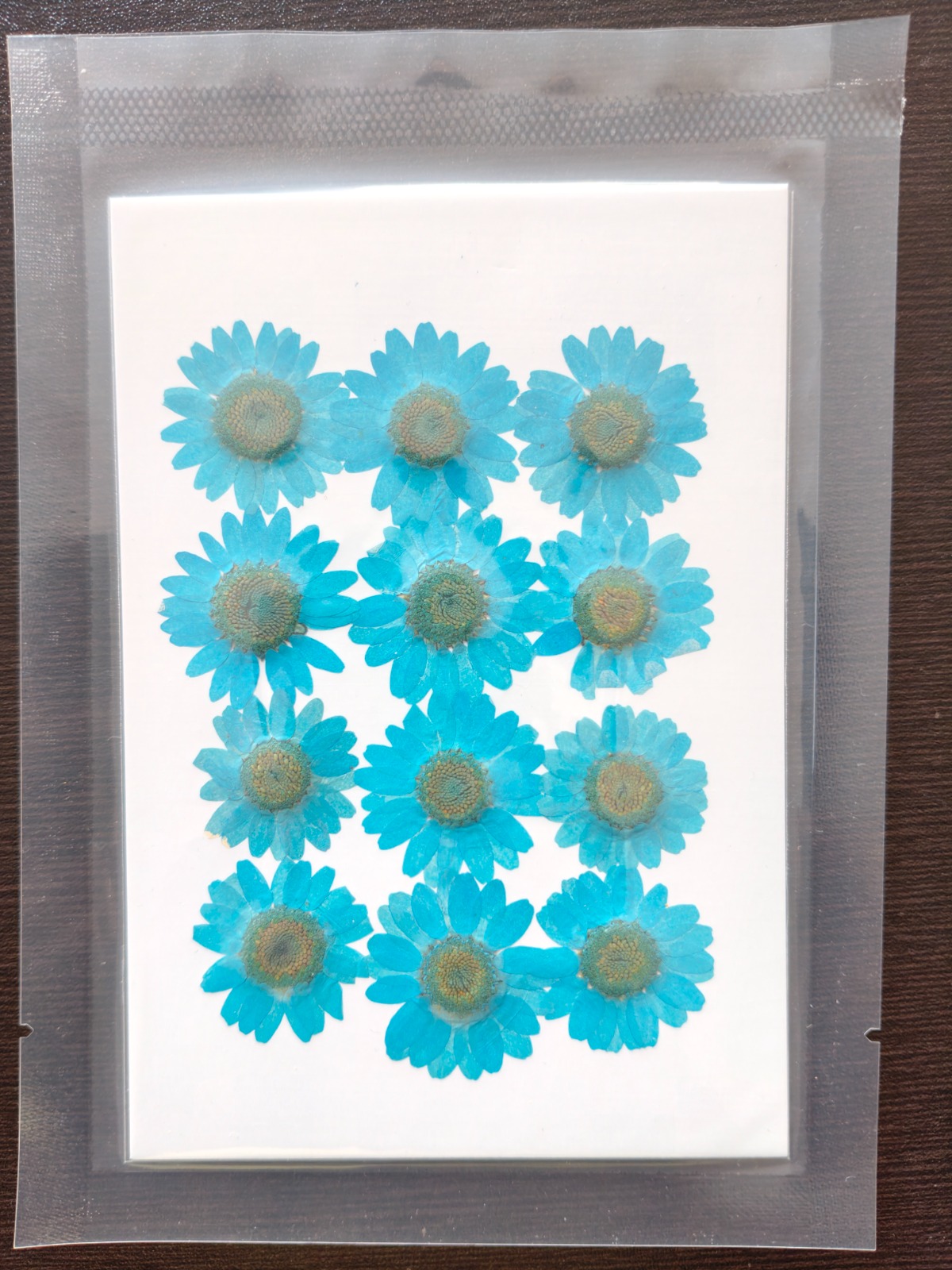 Daisy Flower