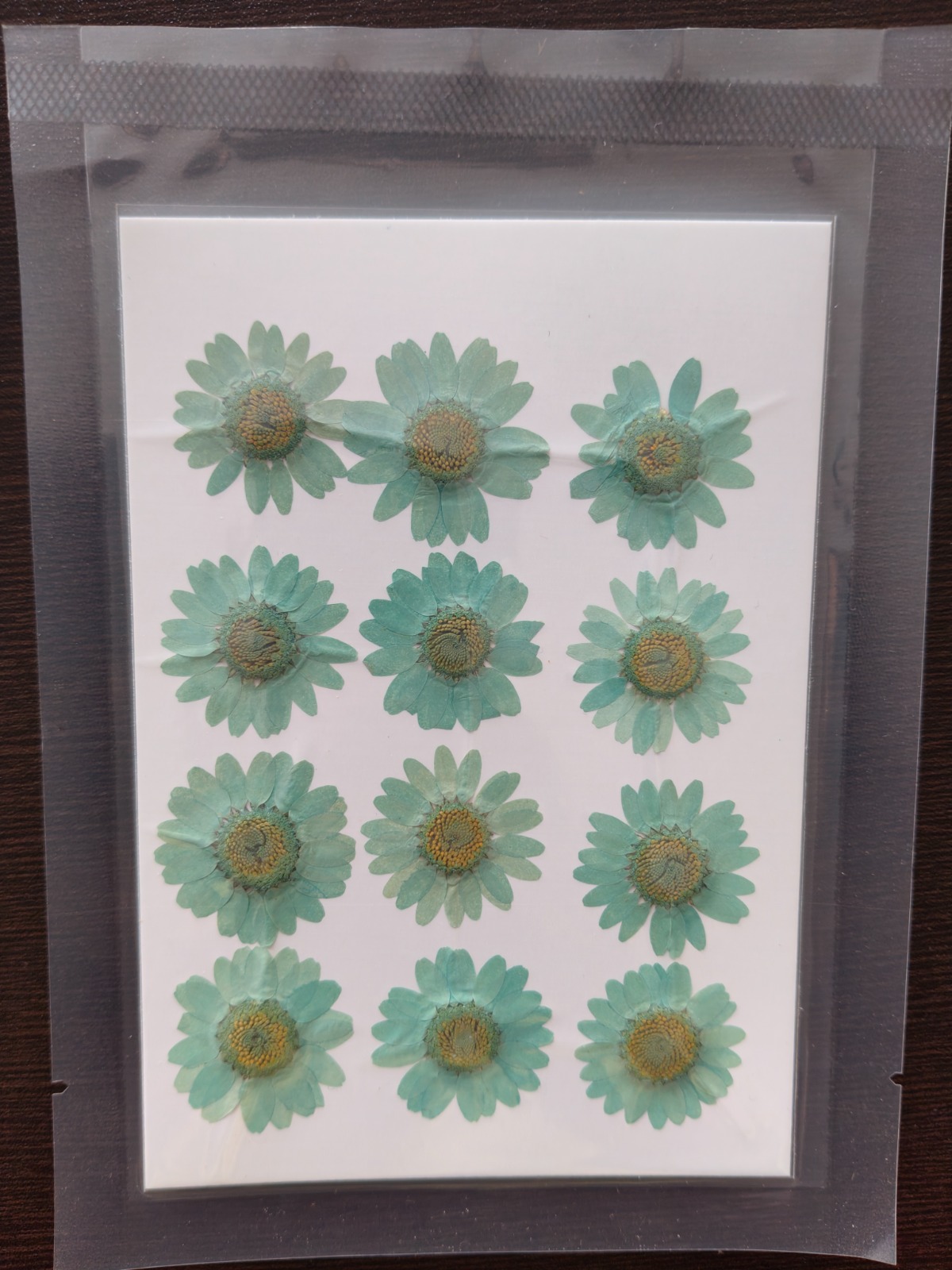 Daisy Flower