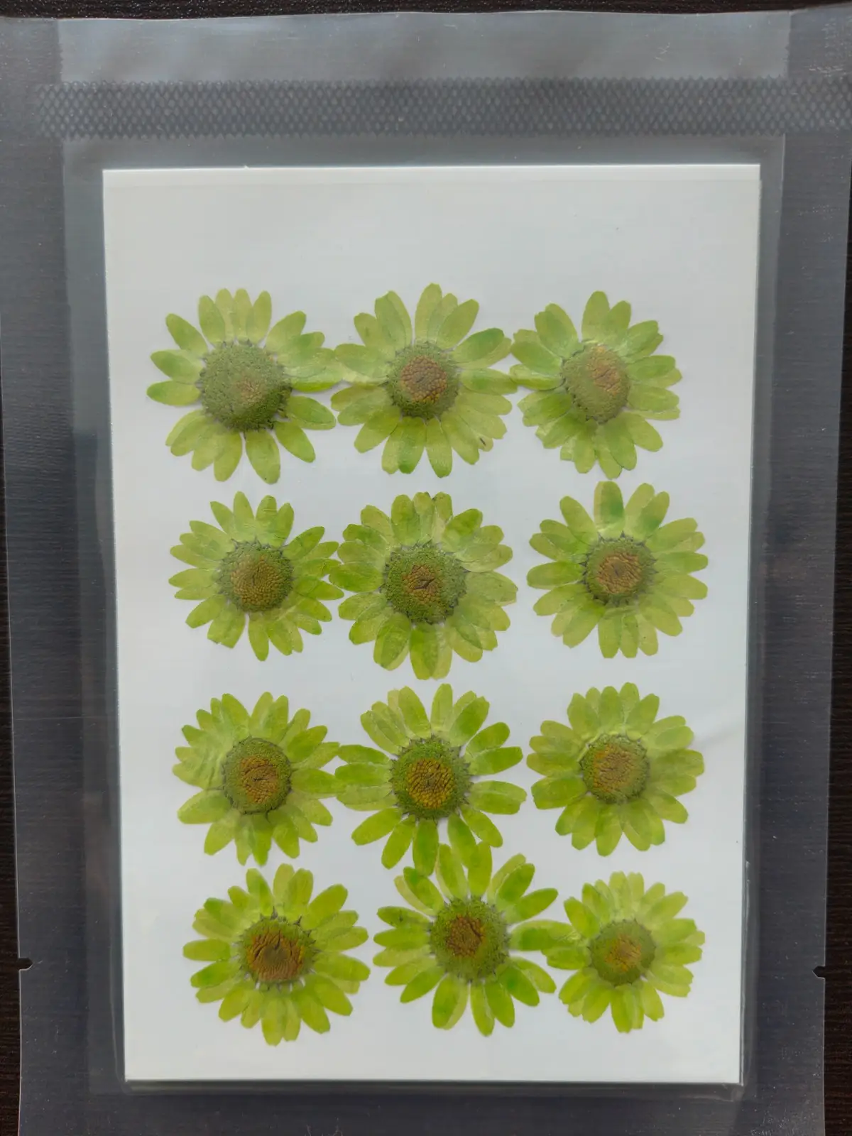 Daisy Flower