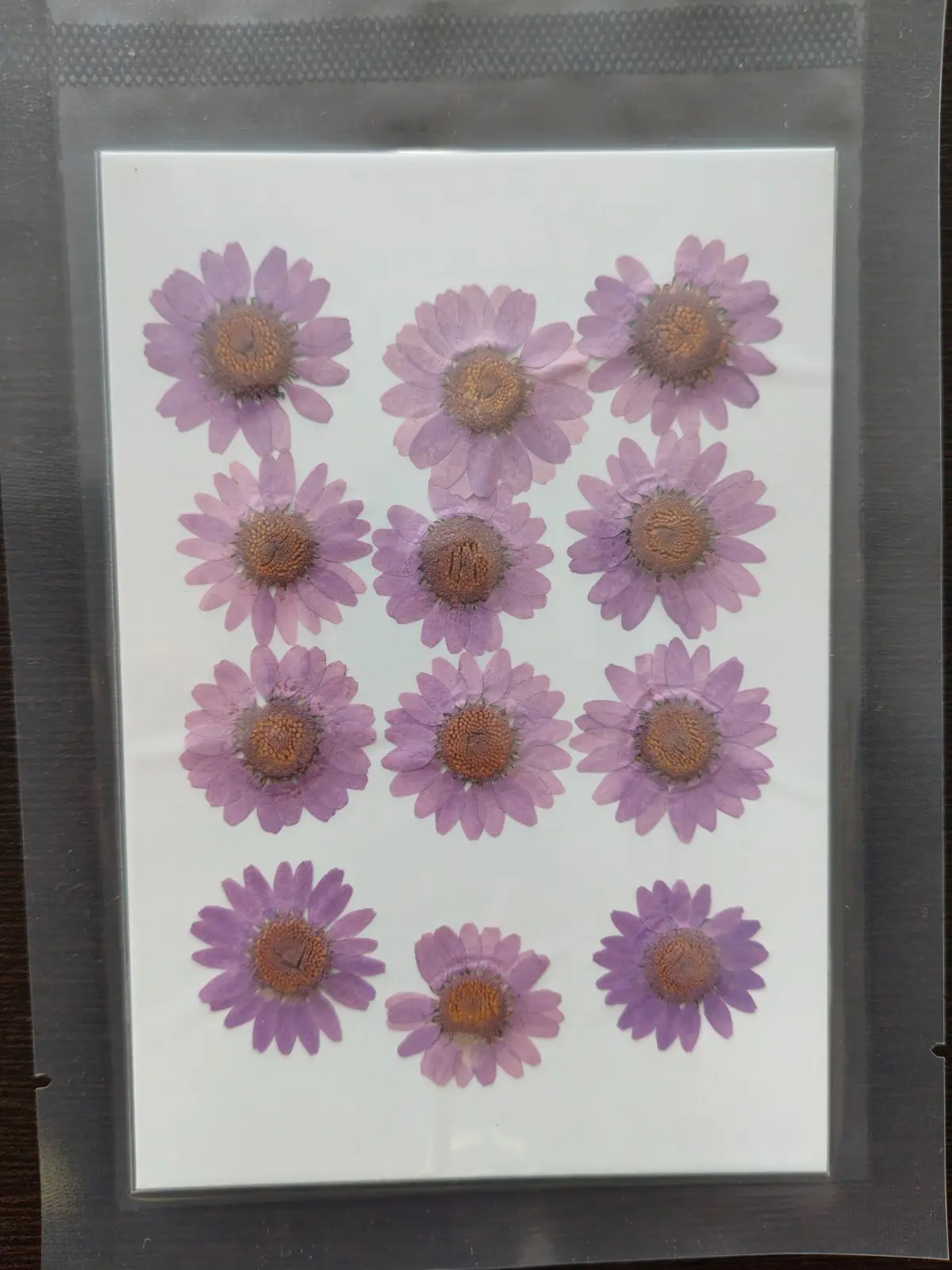 Daisy Flower