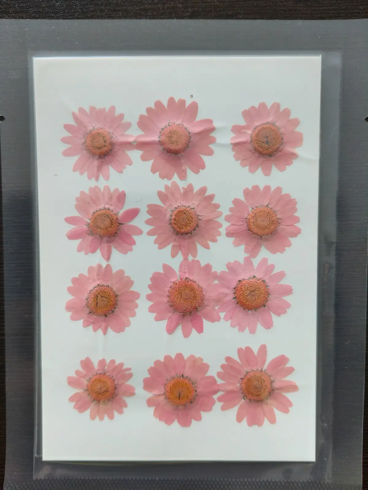 Daisy Flower