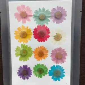 Daisy Flower