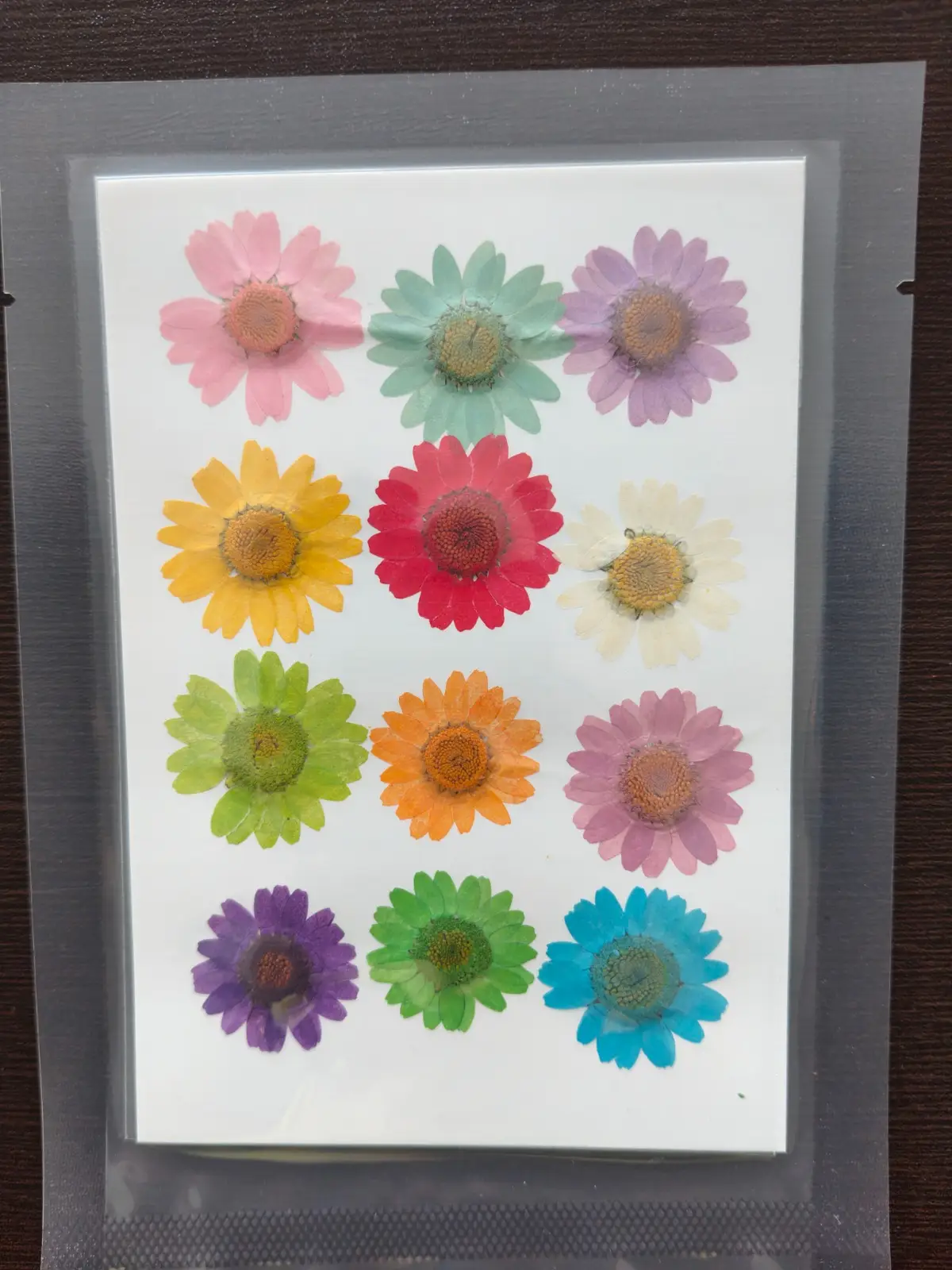 Daisy Flower