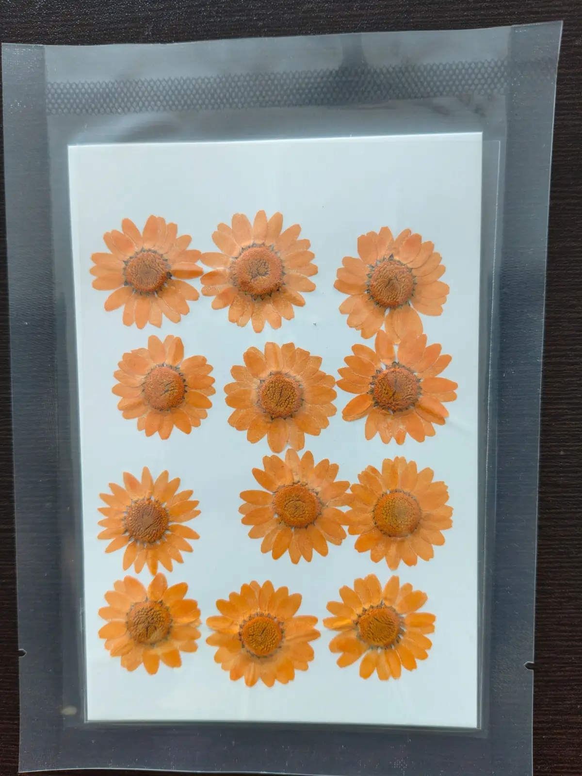Daisy Flower
