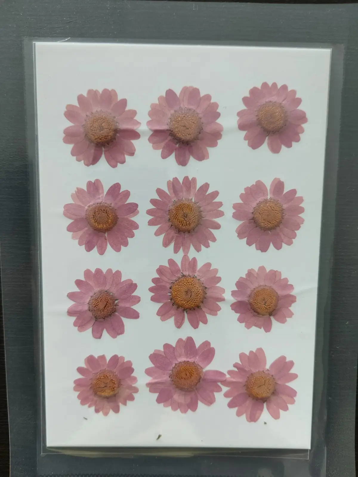 Daisy Flower