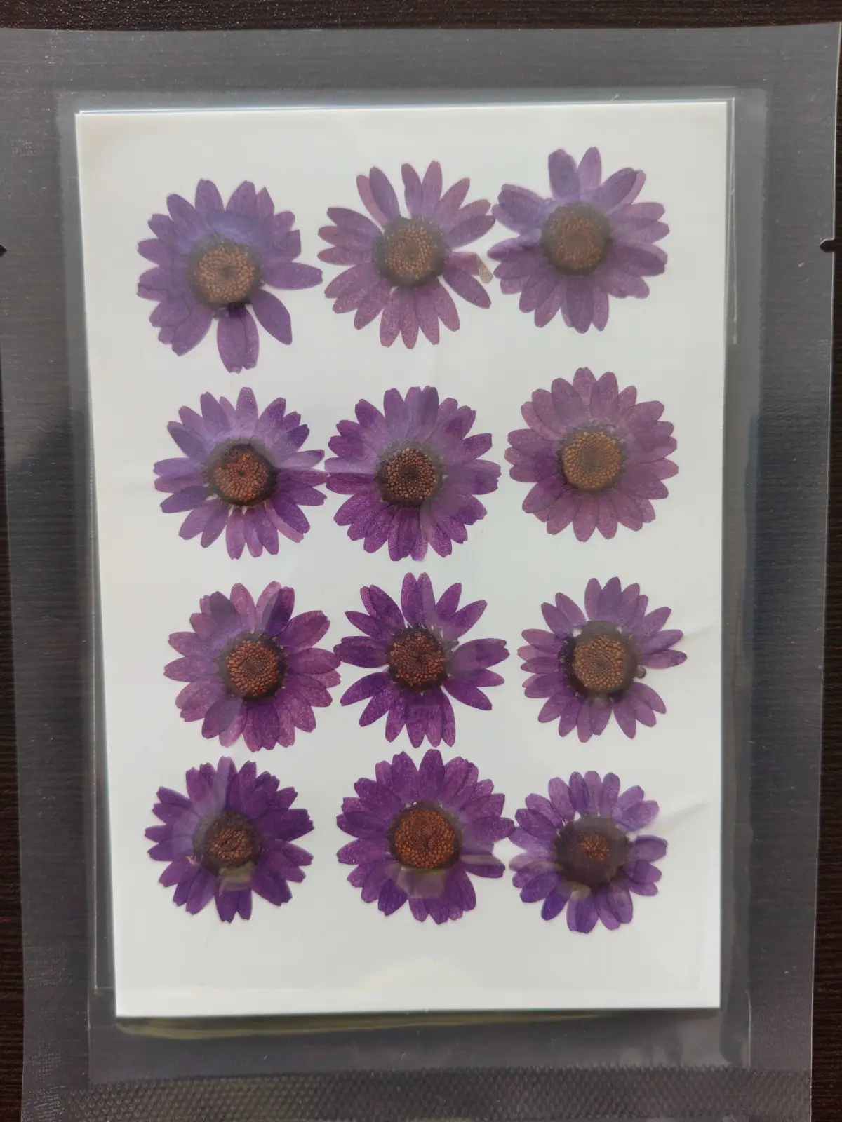 Daisy Flower