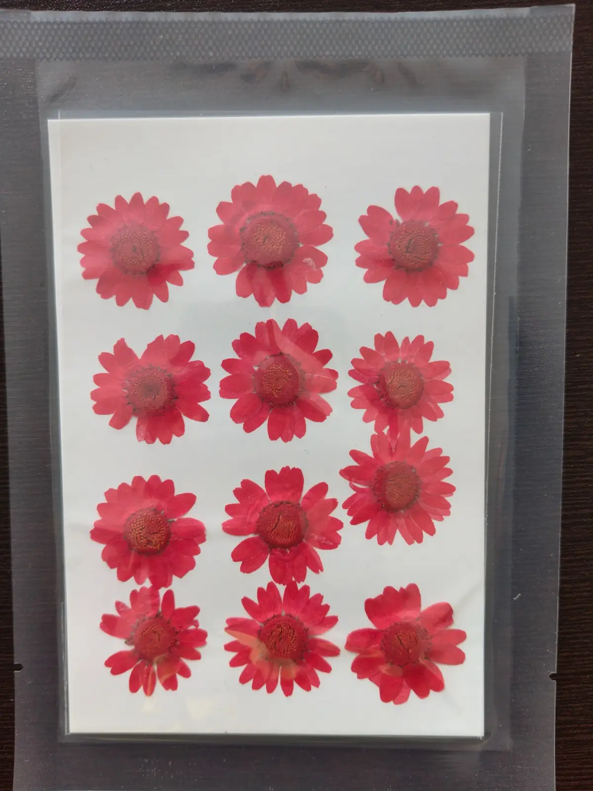 Daisy Flower
