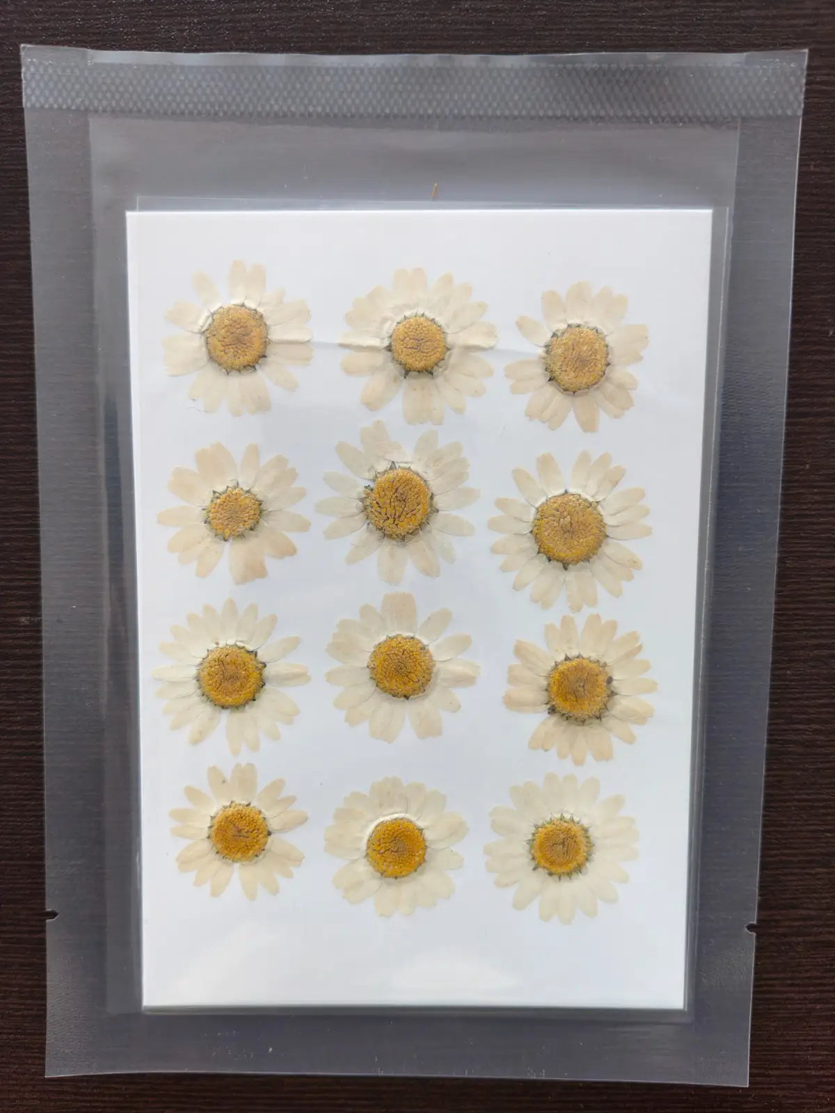 Daisy Flower