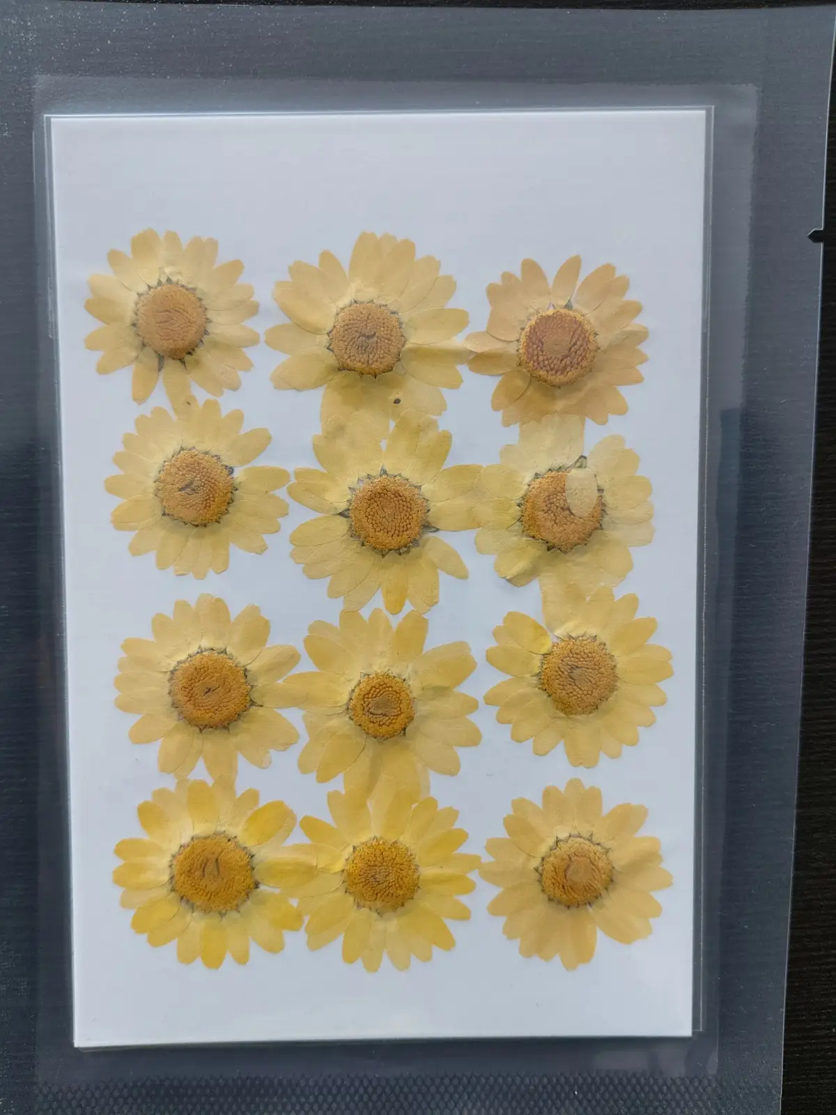 Daisy Flower