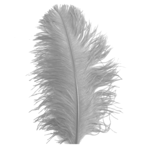 Ostrich Feathers (5-6 inch)